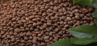 Premium Arabica and Robusta Coffee Beans